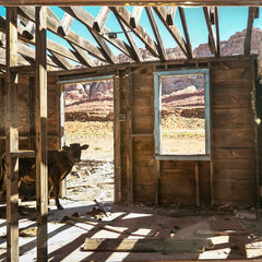 Abandoned wooden cabin in a desert landscape with a cow inside.