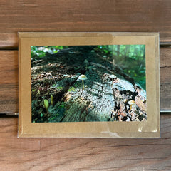 Jenny Lievois - Greeting Card - Mushroom