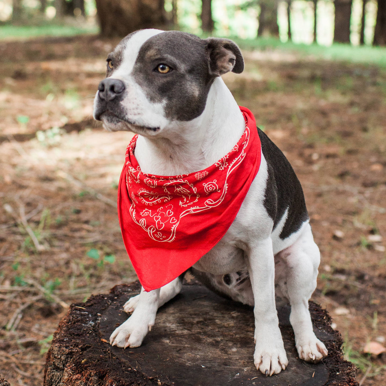 Dixon Bandana (Red)