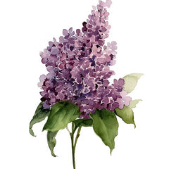 Shealeen Louise Large Flower Print