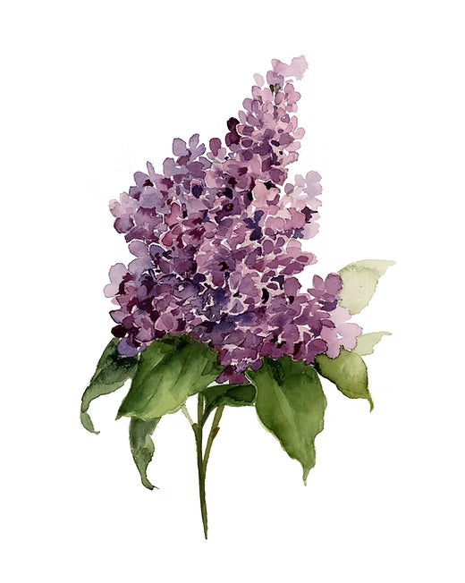 Shealeen Louise Large Flower Print