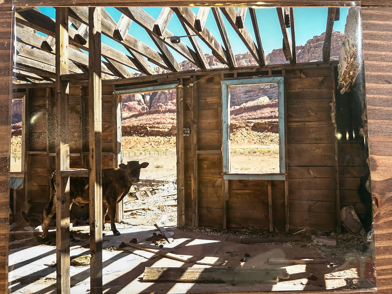 Abandoned wooden cabin in a desert landscape with a cow inside.